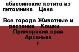 абиссинские котята из питомника › Цена ­ 15 000 - Все города Животные и растения » Кошки   . Приморский край,Арсеньев г.